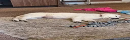 German Shepherd dogs for sale: White German shepherd puppy  in Colne - Advert 15
