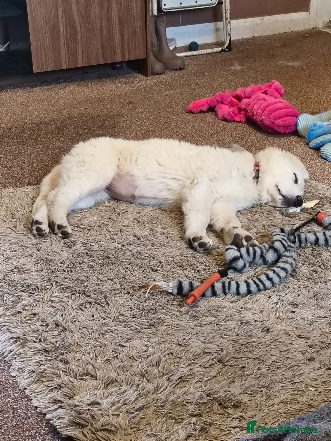 German Shepherd dogs for sale: White German shepherd puppy  in Colne - Advert 15