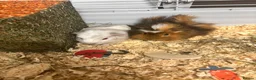 Guinea Pig rodents for sale: Two beautiful Guinne pigs  in Braintree - Advert 6