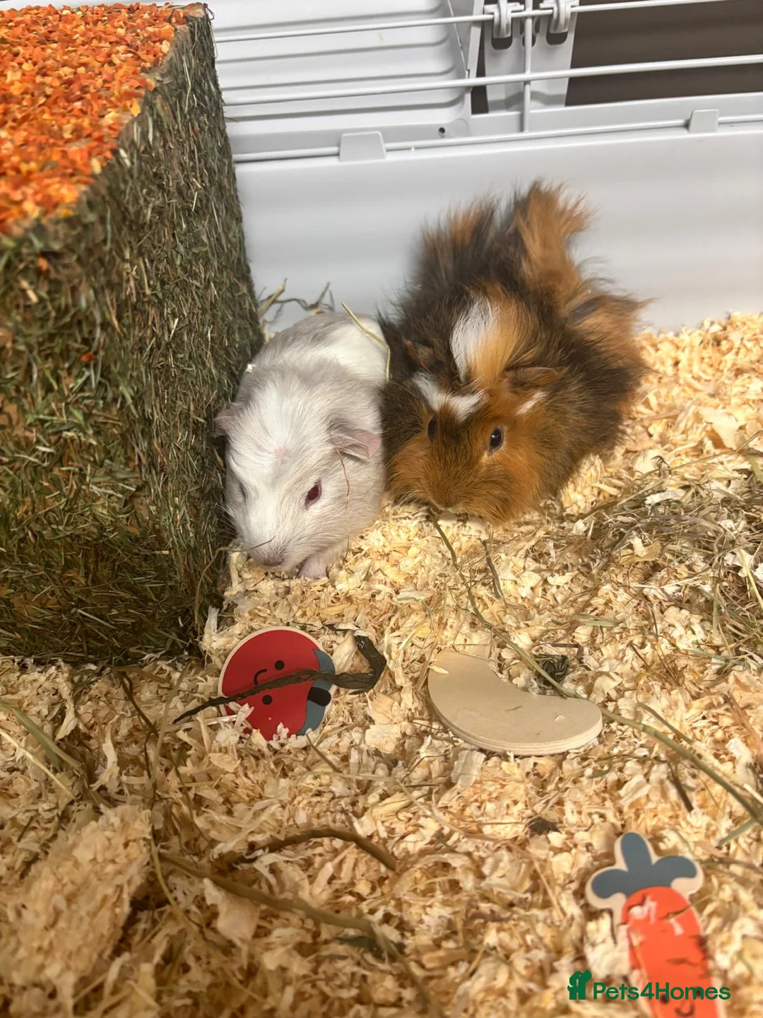 Guinea Pig rodents for sale: Two beautiful Guinne pigs  in Braintree - Advert 6