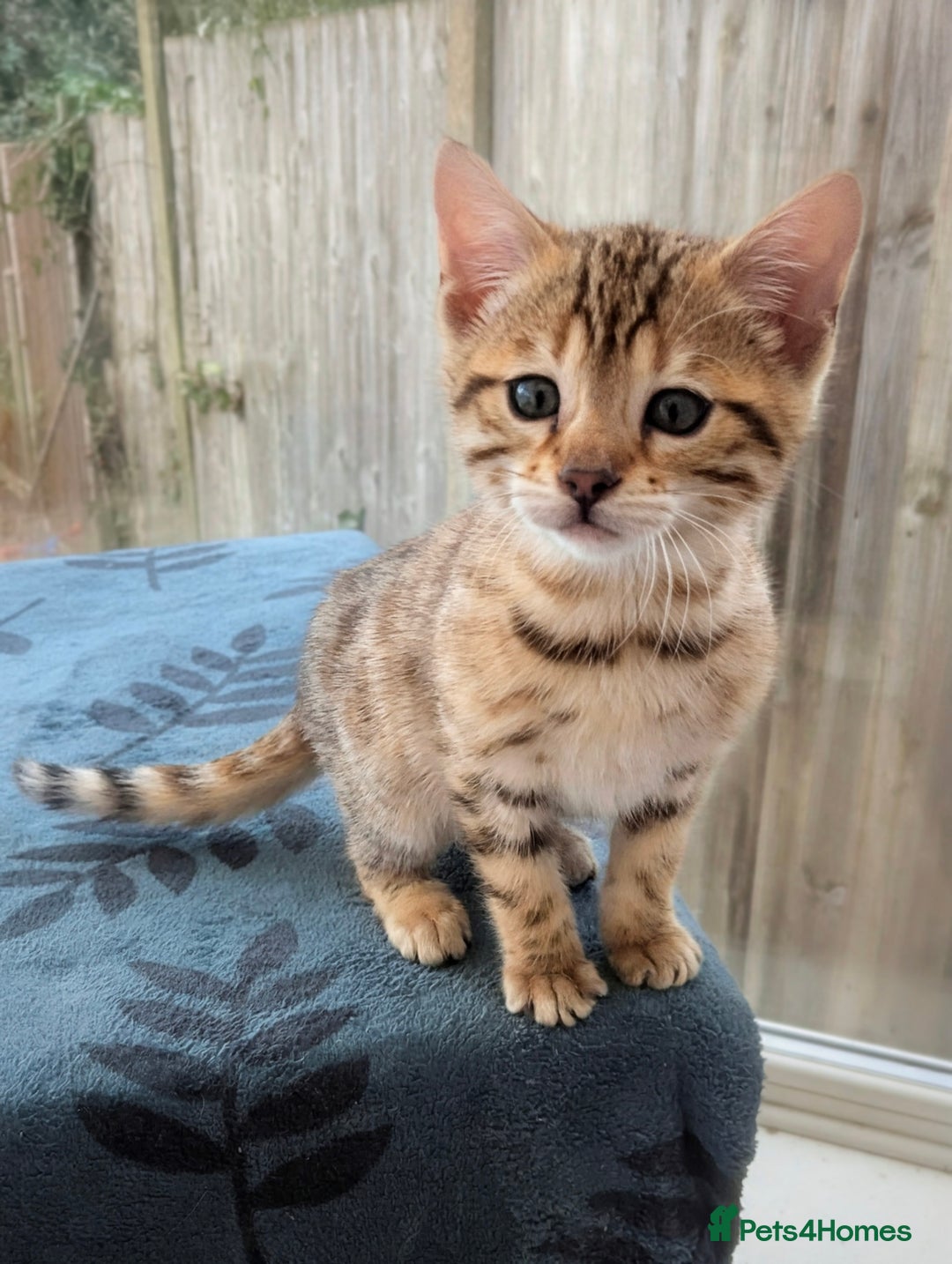 Bengal cats for sale: Bengal Kittens Purebreed Ready to Leave - Advert 9