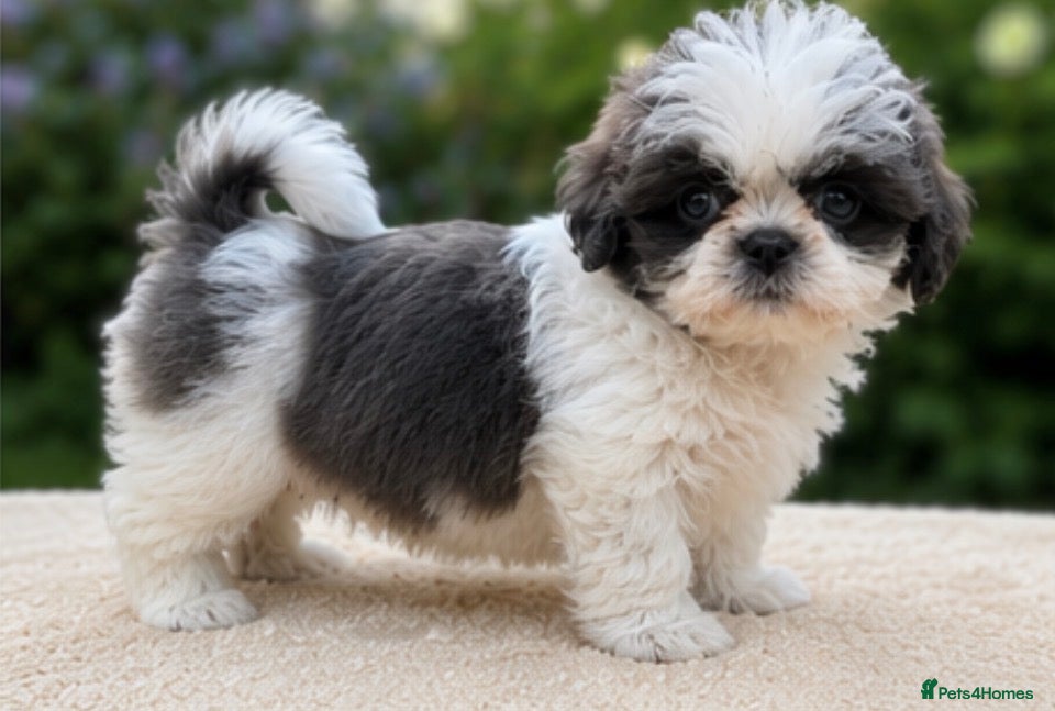 Shih Tzu dogs Kennel Club Reg Unique Blue & White Parti Female - Advert 3
