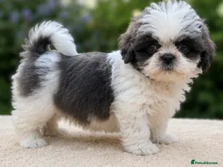 Shih Tzu dogs Kennel Club Reg Unique Blue & White Parti Female - Advert 3