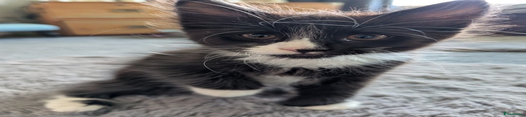 Maine Coon Kitten 1