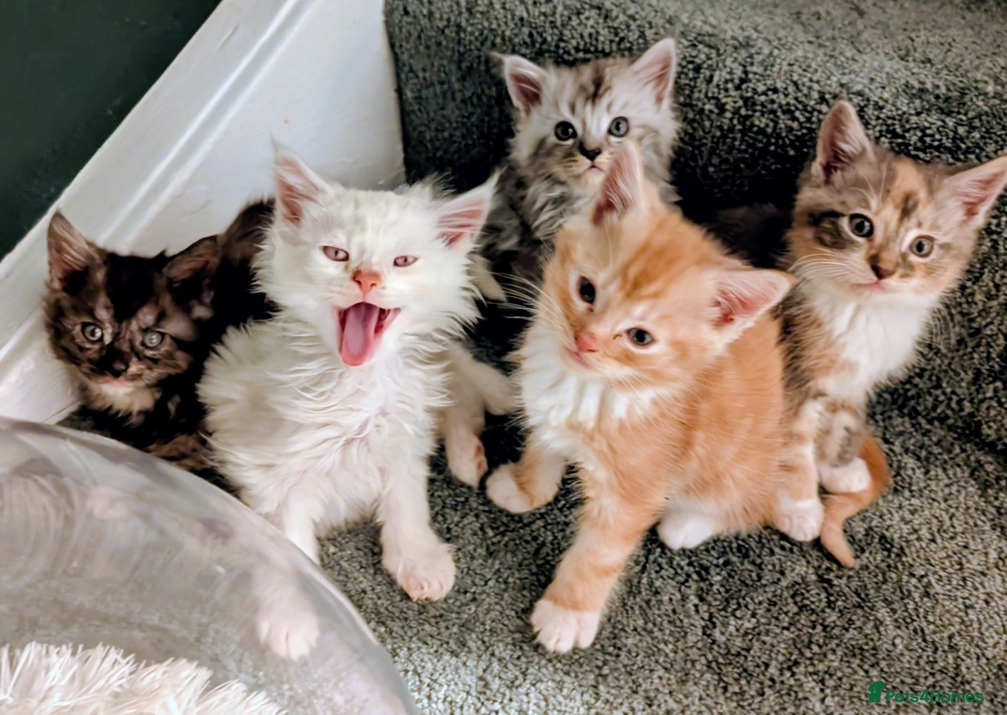 Maine Coon cats 5 beautiful pure bred Maine coons *3 BOYS LEFT - Advert 10