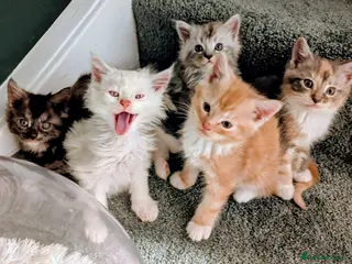 Maine Coon cats 5 beautiful pure bred Maine coons *3 BOYS LEFT - Advert 10