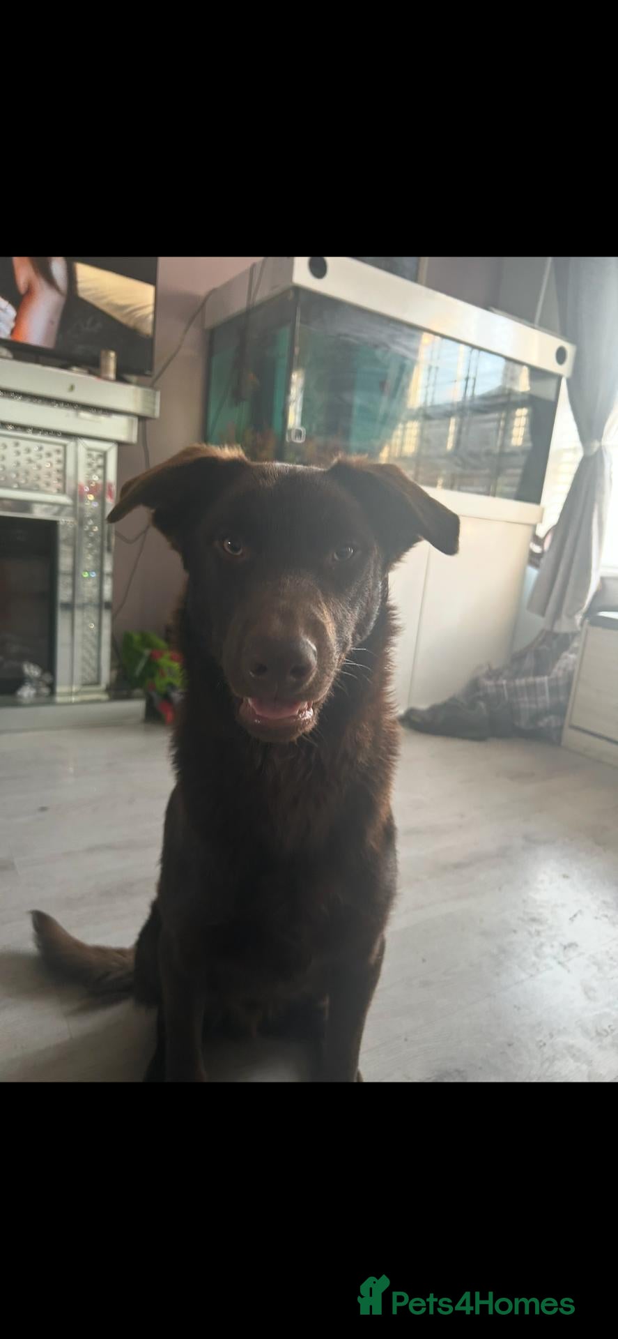 Australian Kelpie dogs Zeus Male 2 years old - Advert 1