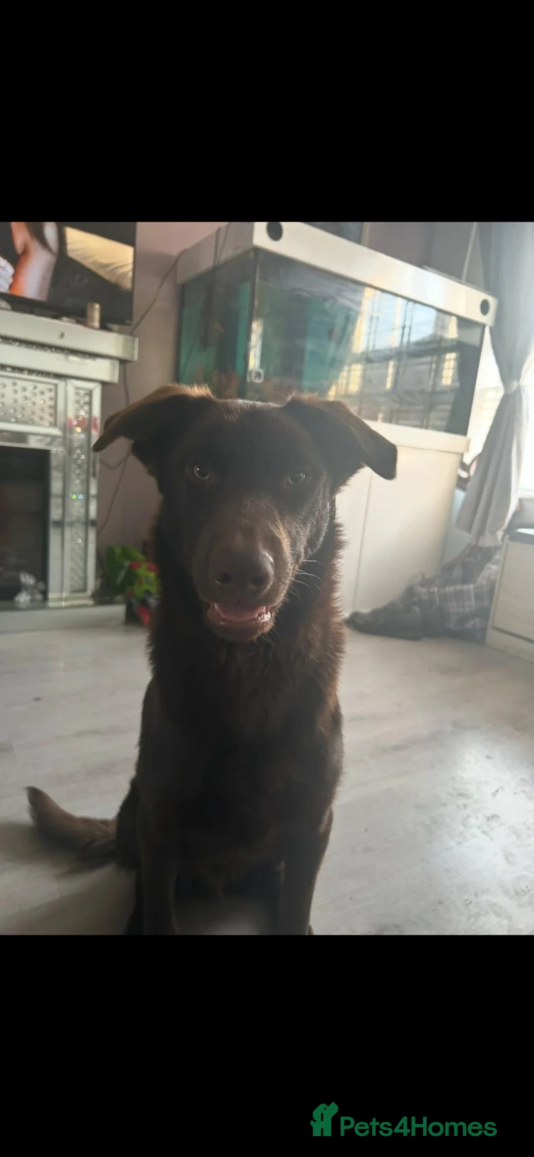 Australian Kelpie dogs for sale: Zeus Male 2 years old - Advert 1