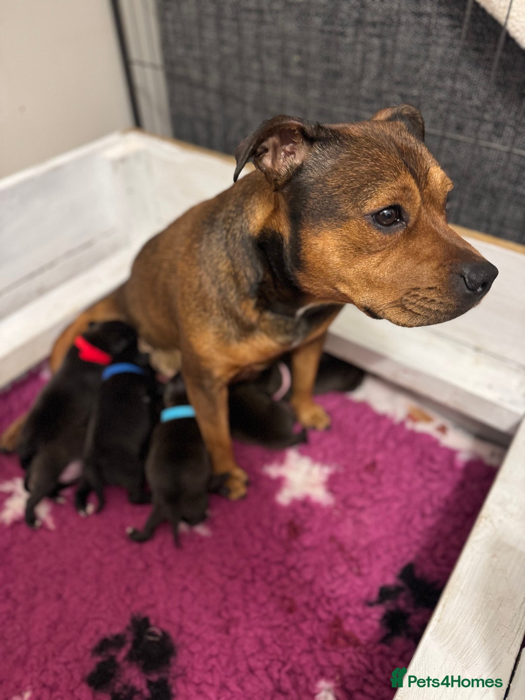 Staffordshire Bull Terrier dogs for sale: KC Staffordshire bull terrier puppies  - Advert 14