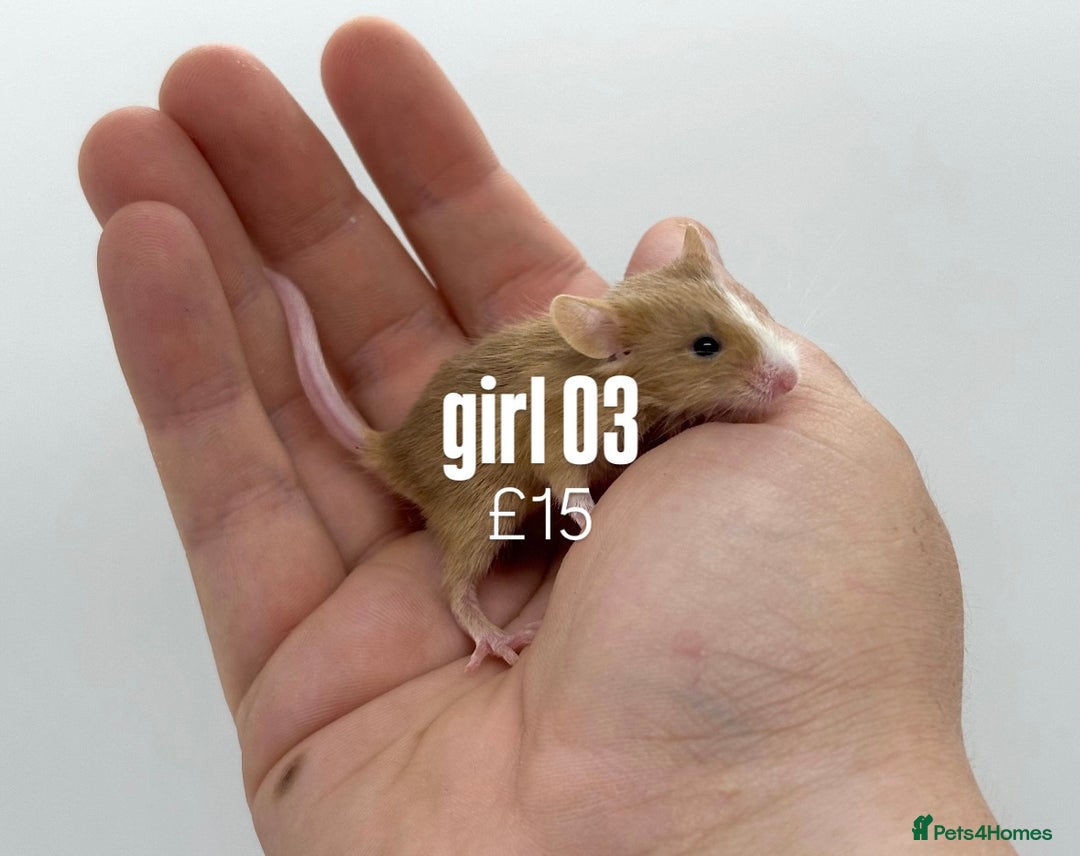 Mouse rodents for sale: fancy mice - (please read the description).  - Image 3