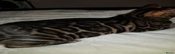 Bengal cats for sale: ❤️ Gorgeous Pure Bengal Babies! ❤️ - Advert 30