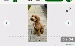 Cockapoo dogs for sale: F2 miniature stunning Cockapoos. - Advert 2