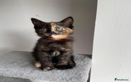 Mixed Breed cats for sale: 5 Half-Ragdoll kittens ❤️ - Image 12