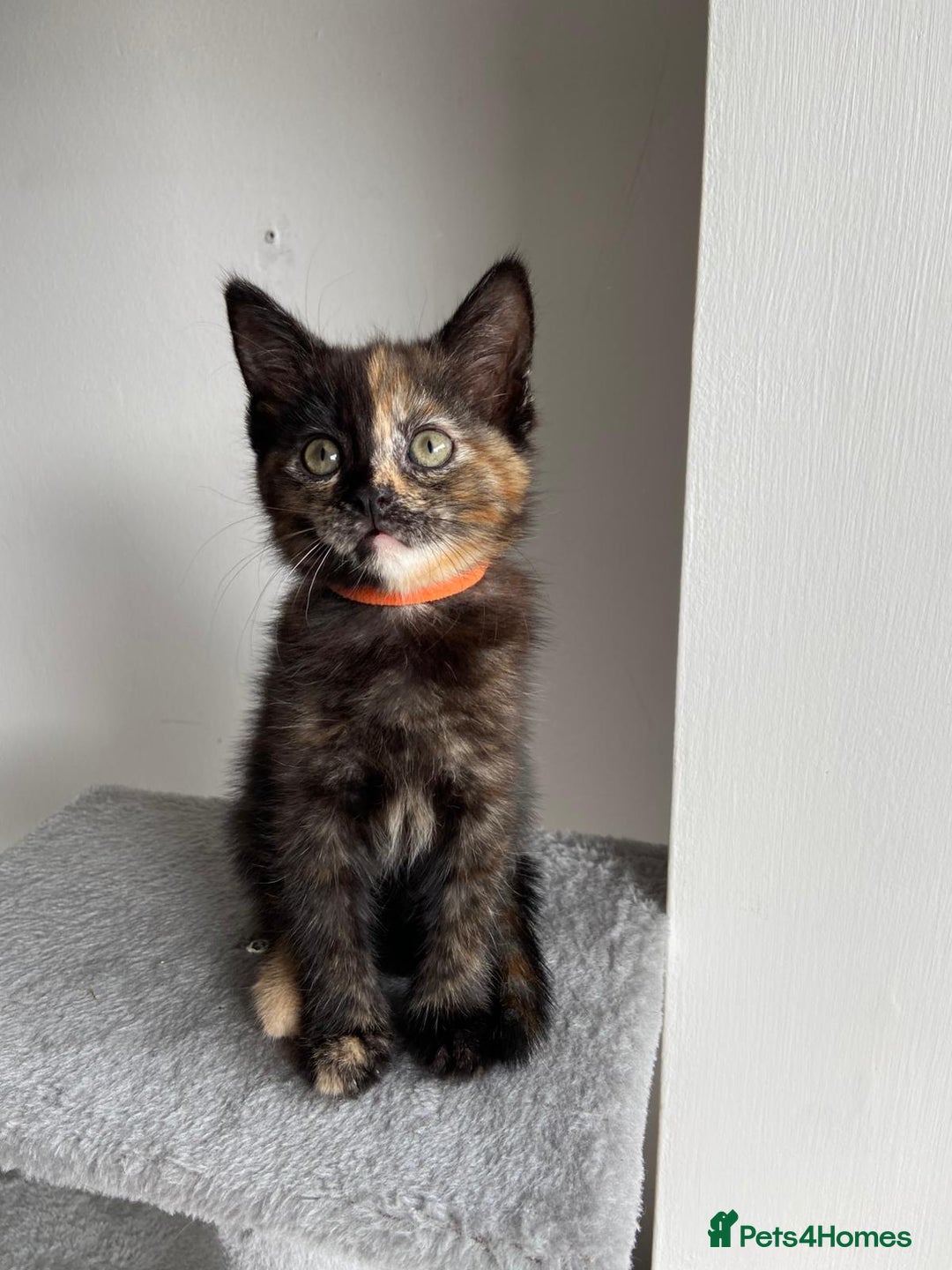 Mixed Breed cats for sale: 5 Half-Ragdoll kittens ❤️ - Image 12