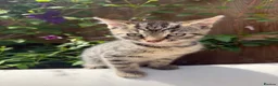 Turkish Angora cats for sale: 😻 Adorable Turkish Angora X Kittens - Advert 15