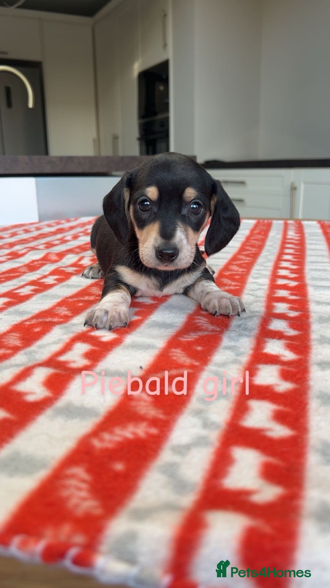 Miniature Dachshund dogs for sale: ***mini dachshunds *** - Advert 8