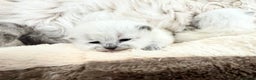 Siberian cats for sale: 🩷🩷GCCF Siberian Neva Masquerade Kittens🩷🩷 - Advert 2