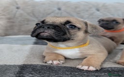 French Bulldog dogs for sale: French bulldog puppy's  - Image 12