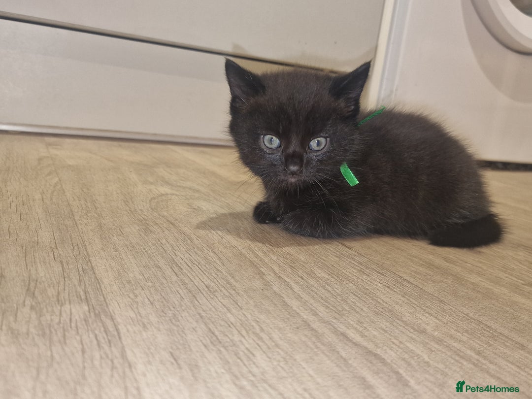 British Shorthair cats for sale: British shorthair x tabby kittens - Advert 8