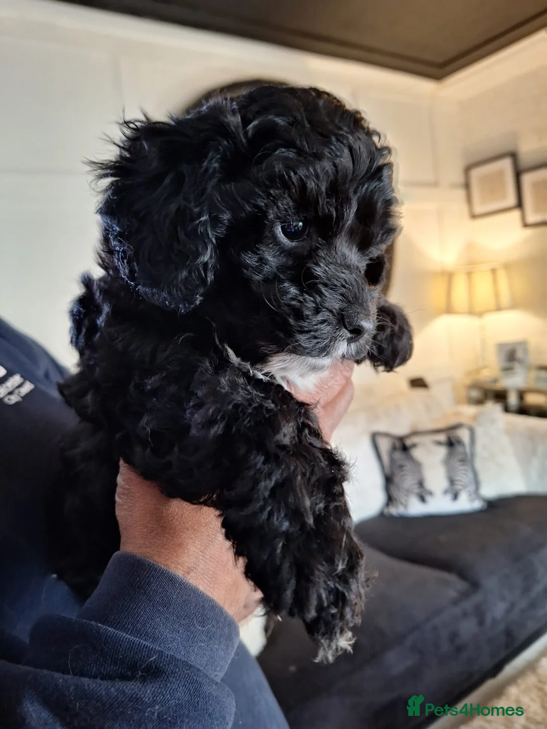 Cavapoochon dogs for sale: Cavapoochon puppies  - Advert 7