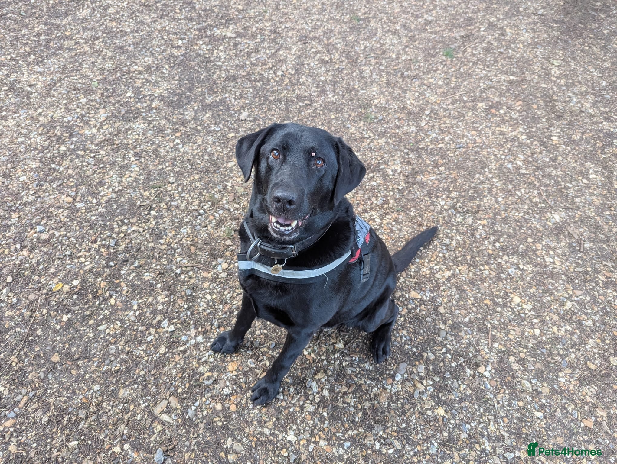Labrador Retriever dogs Black Labrador Retriever for stud - Advert 2