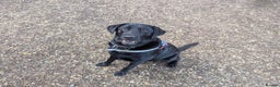Labrador Retriever dogs for stud: Black Labrador Retriever for stud - Advert 1