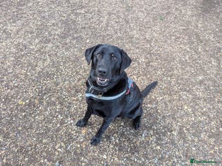 Labrador Retriever dogs Black Labrador Retriever for stud - Advert 2