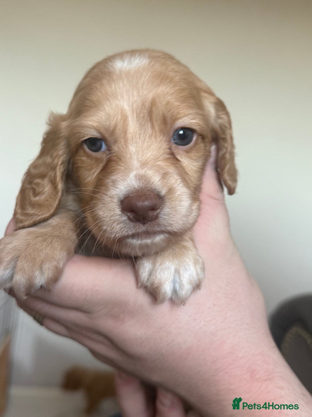 Cocker Spaniel dogs for sale: Beautiful cocker spaniels  - Advert 7