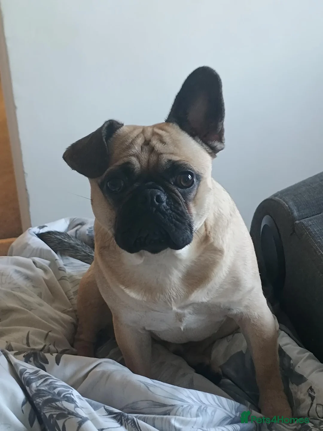 Frug dogs for sale: Buzz the frug - Advert 1