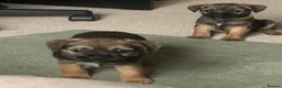 Border Terrier dogs for sale: Healthy Bundles of Border joy  - Advert 11