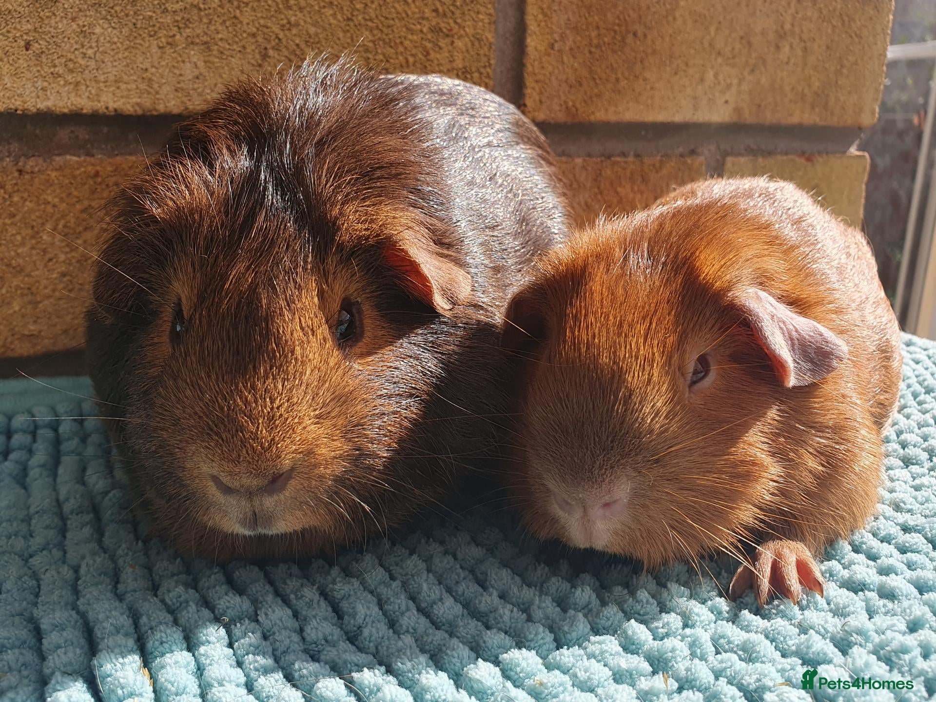 Guinea Pig rodents Beautiful guinea pigs - Advert 1