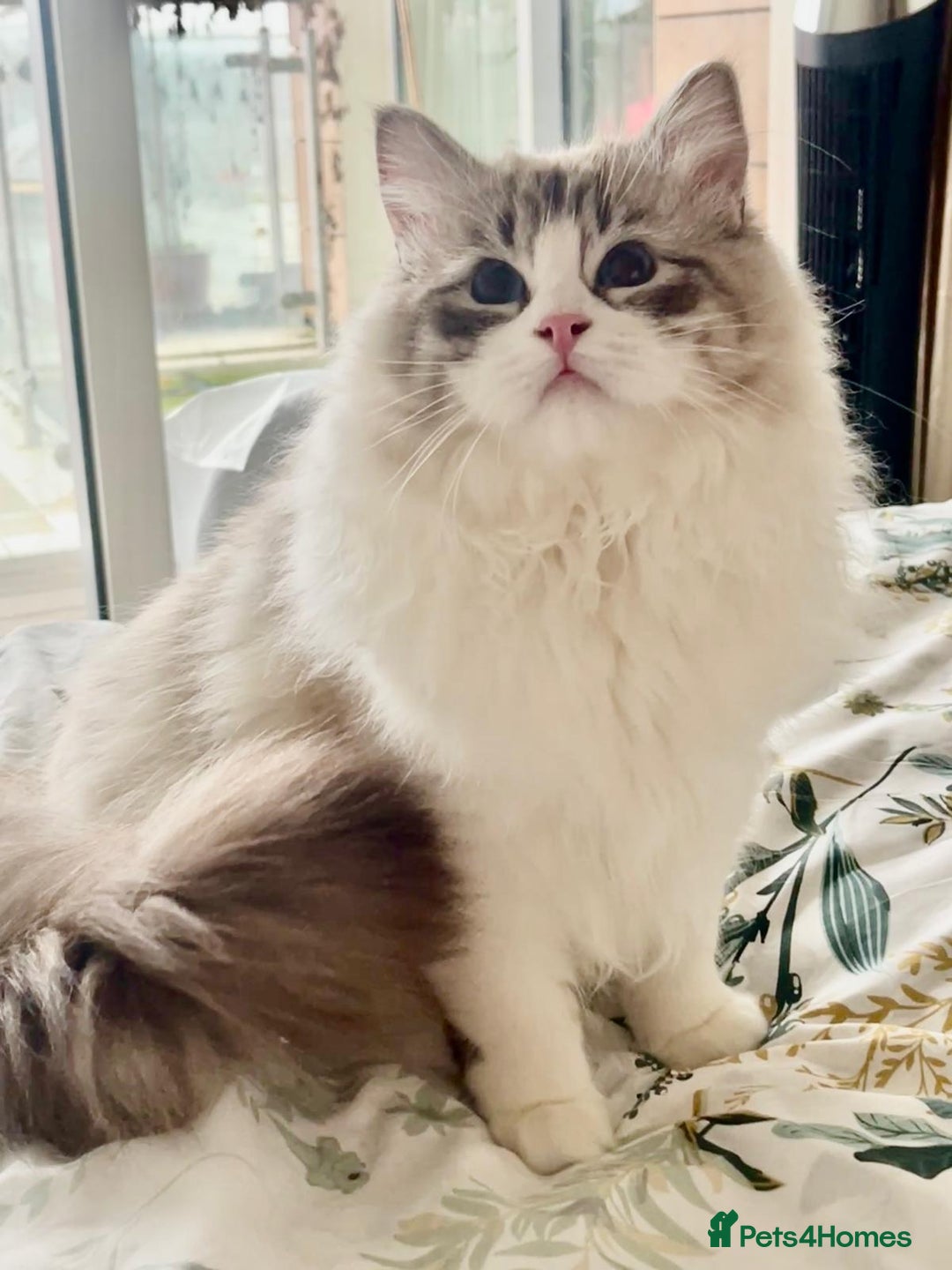Ragdoll cats for sale: Beautiful Ragdoll gccf registered - Image 16