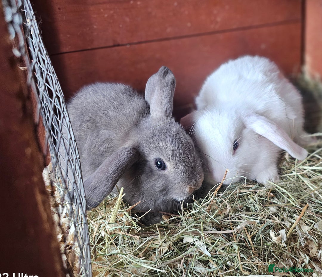 Mini Lop rabbits for sale: Beautiful mix litter very friendly bunnys - Image 11