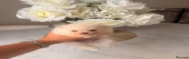 Pomeranian Puppy 3