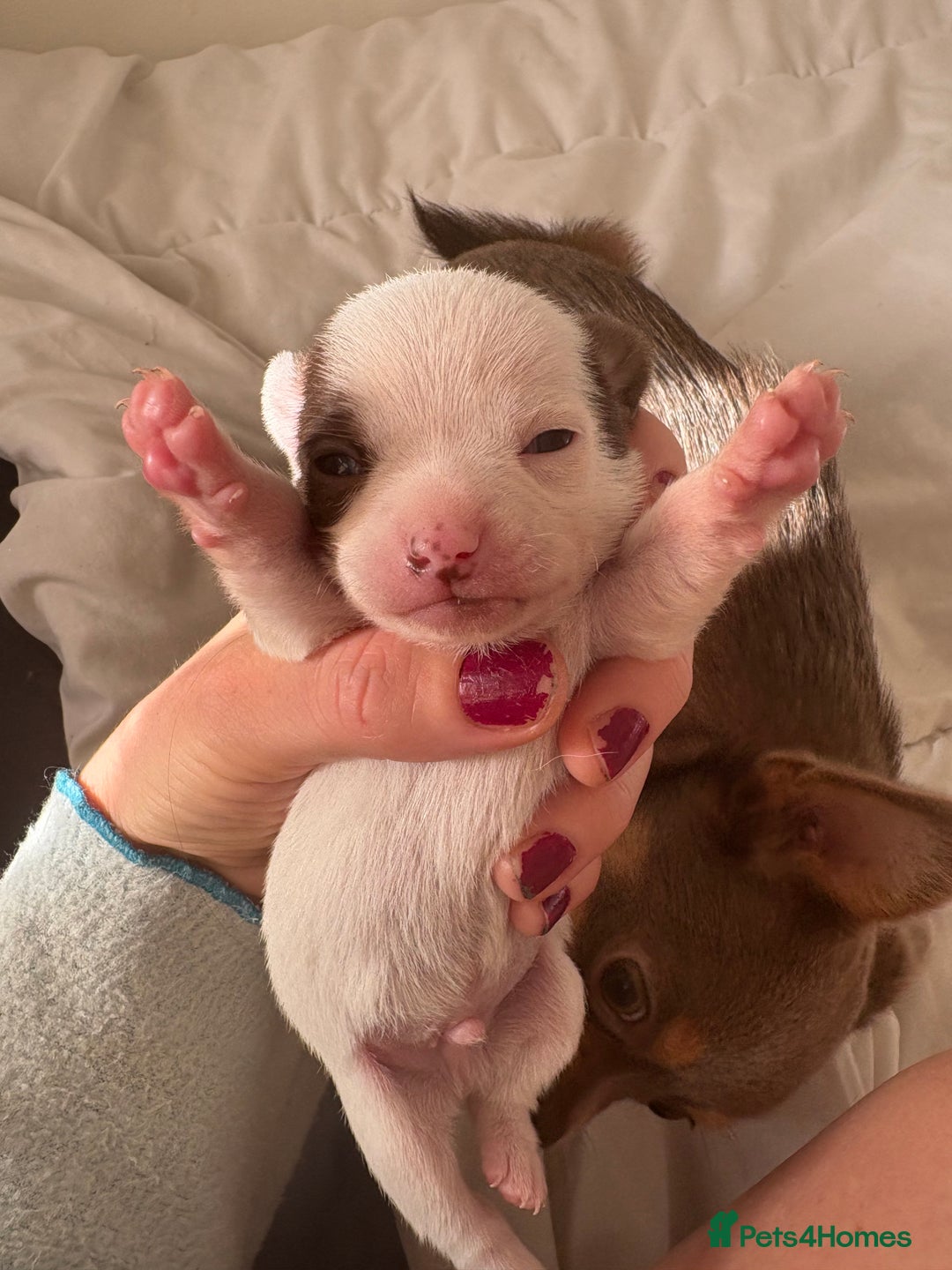 Chihuahua dogs for sale: 💕Stunning chihuahua pups 💕 - Image 4
