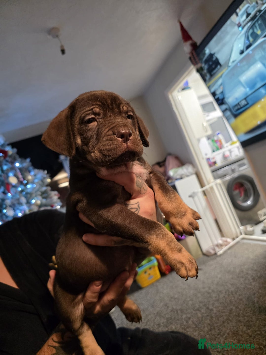 Cane Corso dogs for sale: Cane corso pups - Advert 12