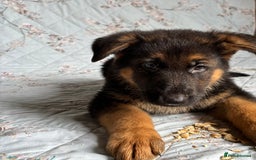 German Shepherd dogs for sale: German Shepherd Bitch, Iris. - Image 4