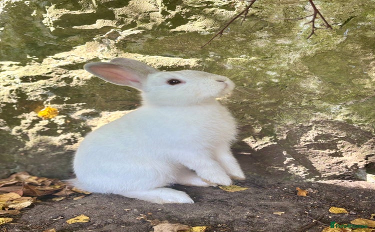 Netherland Dwarf rabbits - Advert 1