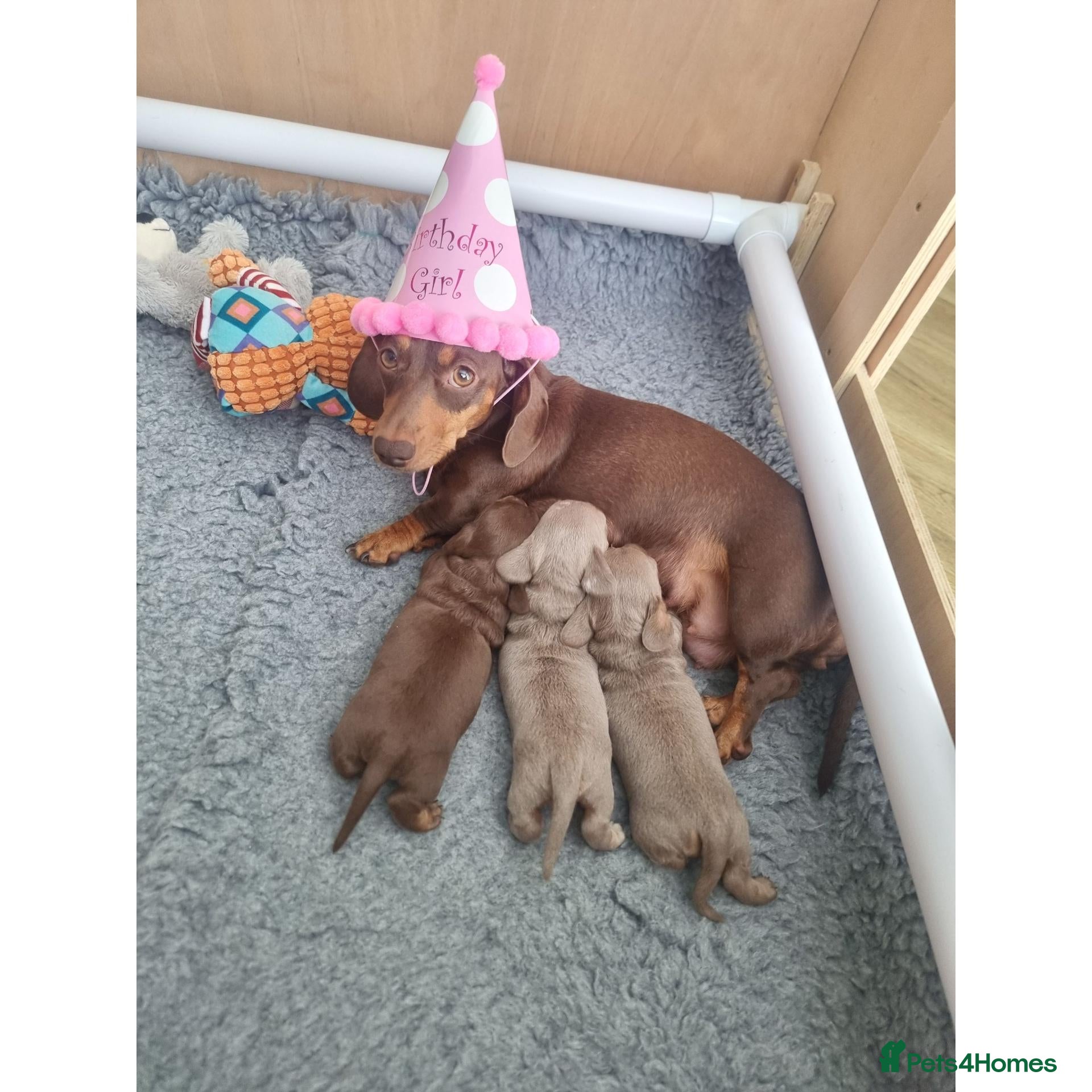 Miniature Dachshund dogs Stunning Mini Dachshunds - Advert 1
