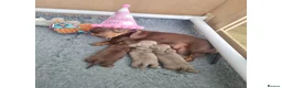 Miniature Dachshund dogs for sale: Stunning Top Quality Mini Dachshunds - Advert 1