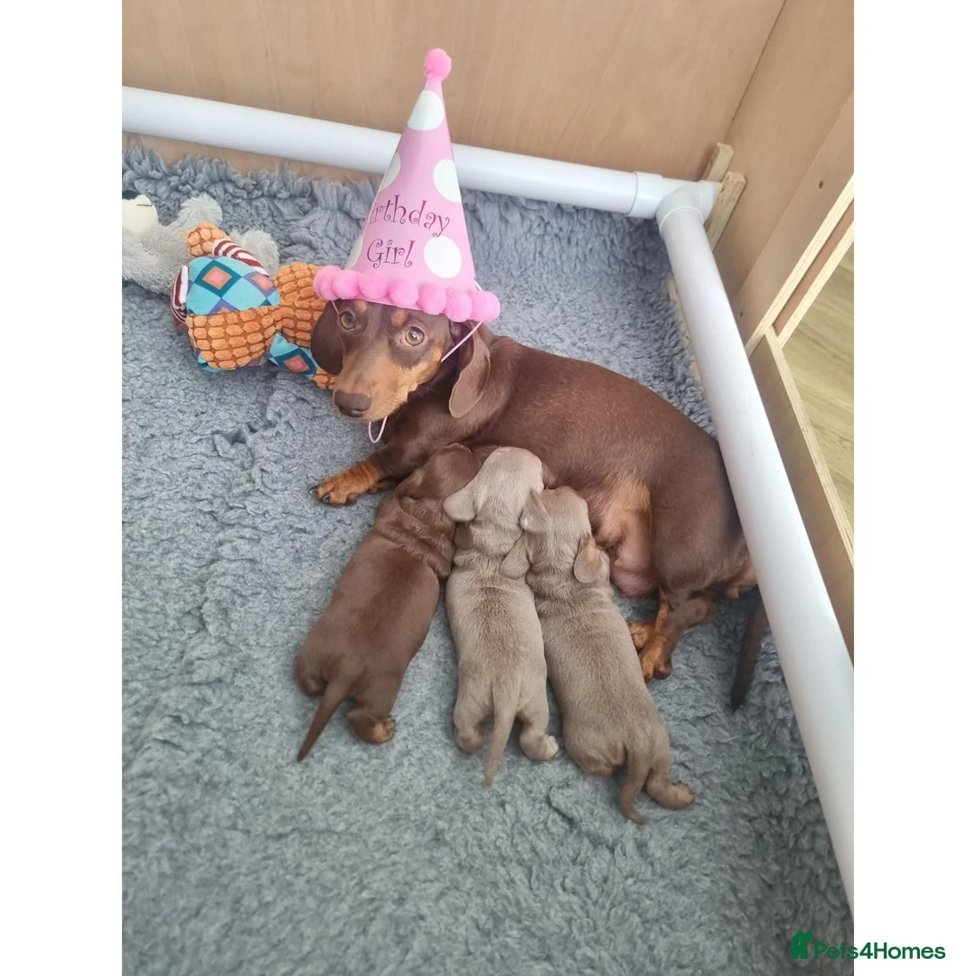 Miniature Dachshund dogs for sale: Stunning Top Quality Mini Dachshunds - Advert 1