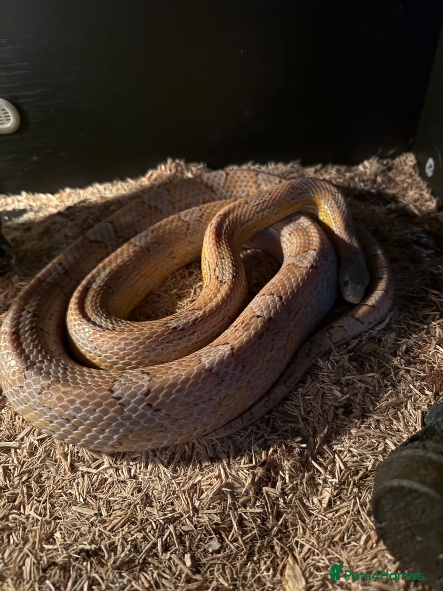 Corn Snake reptiles Toffee corn snake  - Advert 9