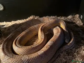 Corn Snake reptiles Toffee corn snake - Advert 1