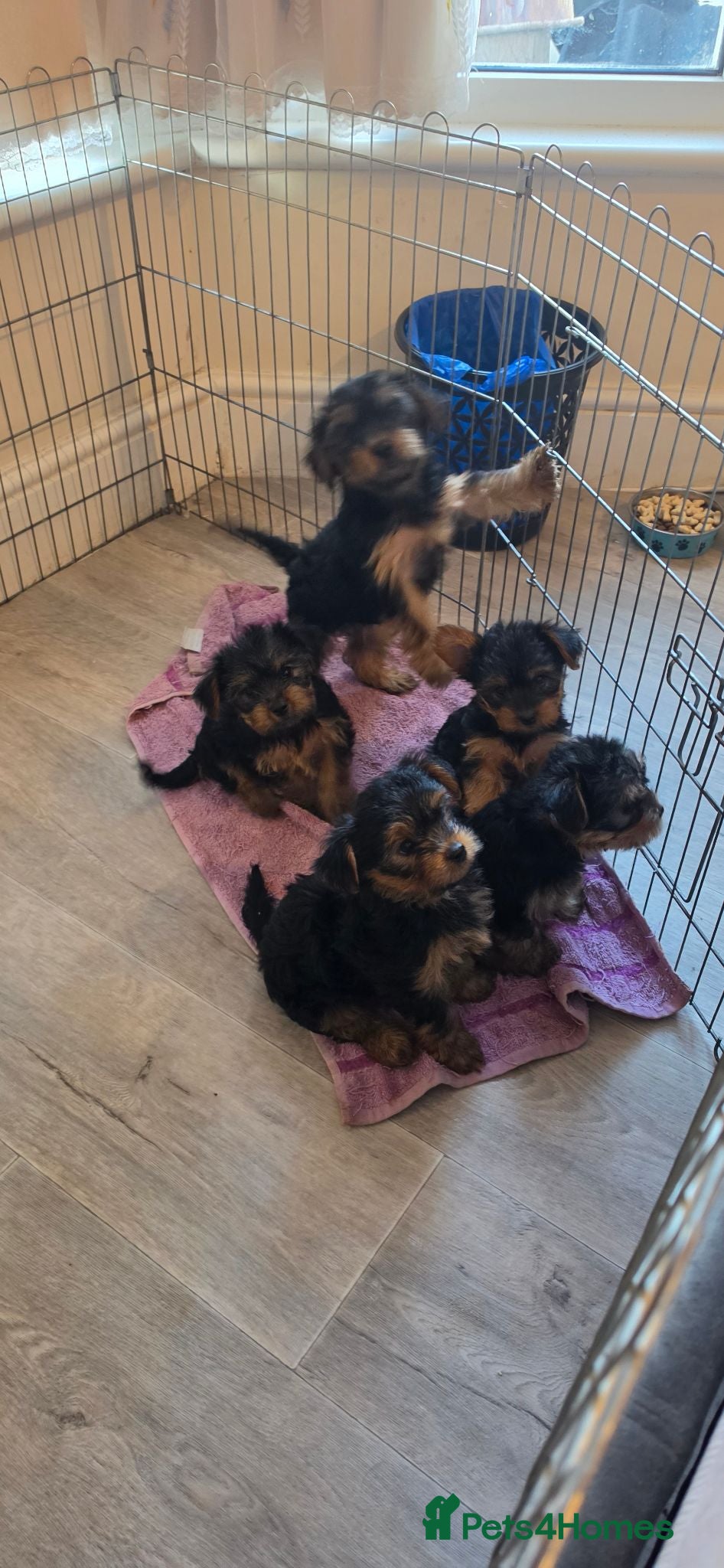 Yorkshire Terrier dogs Yorkshire Terrier puppies  - Advert 11