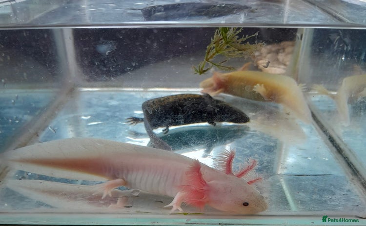 Axolotl reptiles - Advert 1