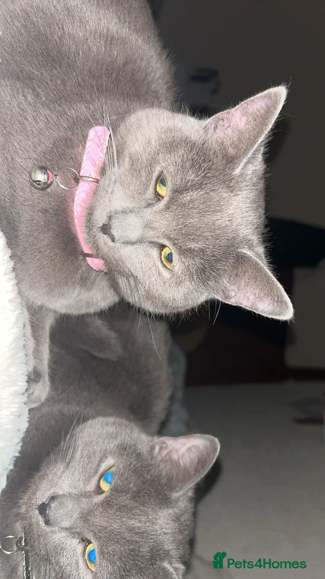 British Shorthair cats for sale: “British shorthair” Needs sold due to moving  in Glenrothes - Advert 4