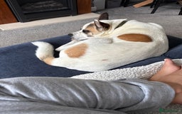 Mixed Breed dogs for sale: 9 month old Akita x puppy - Image 5