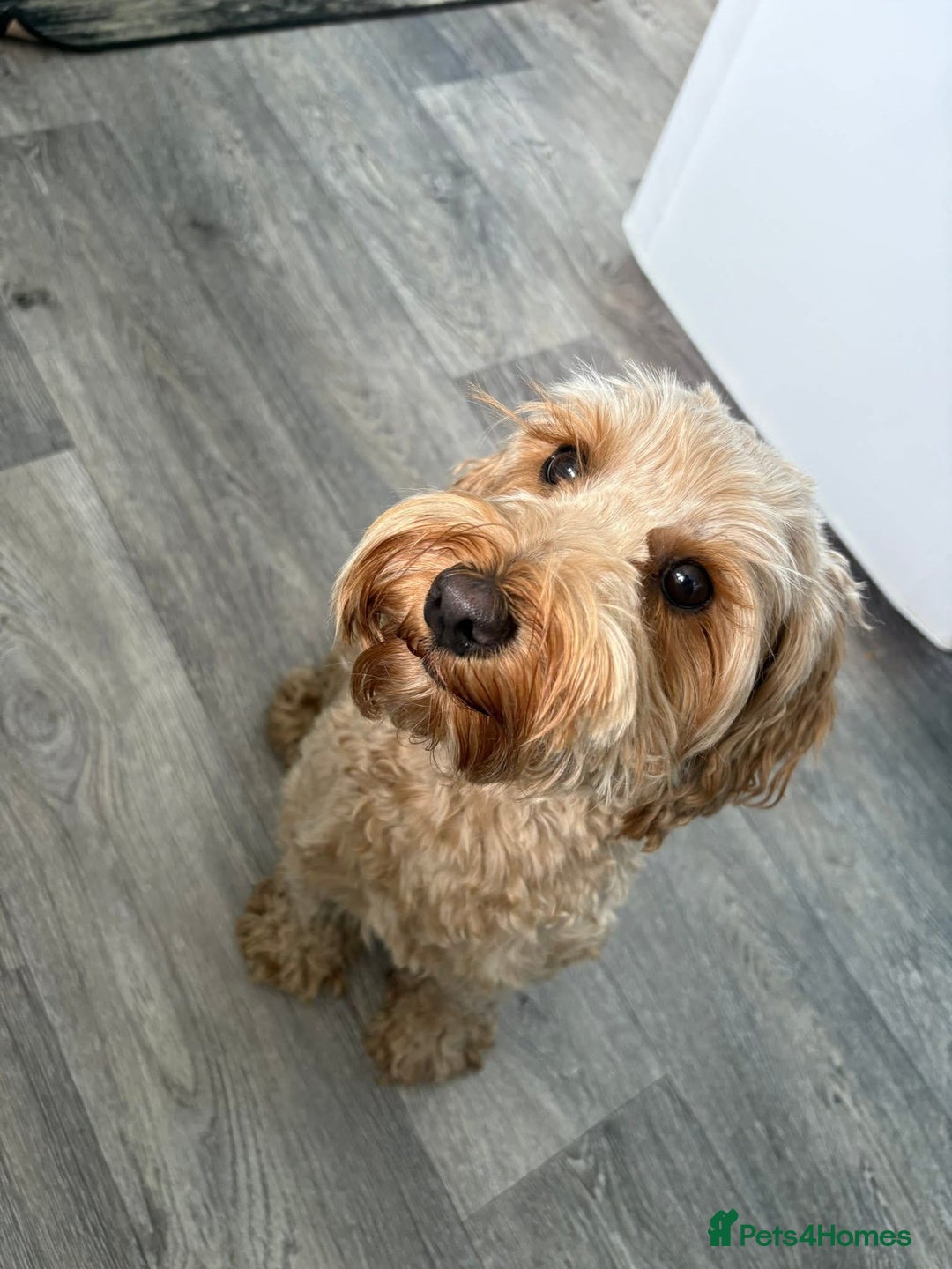 Cockapoo dogs for sale: Beautiful miniature cockapoo pups  - Image 8
