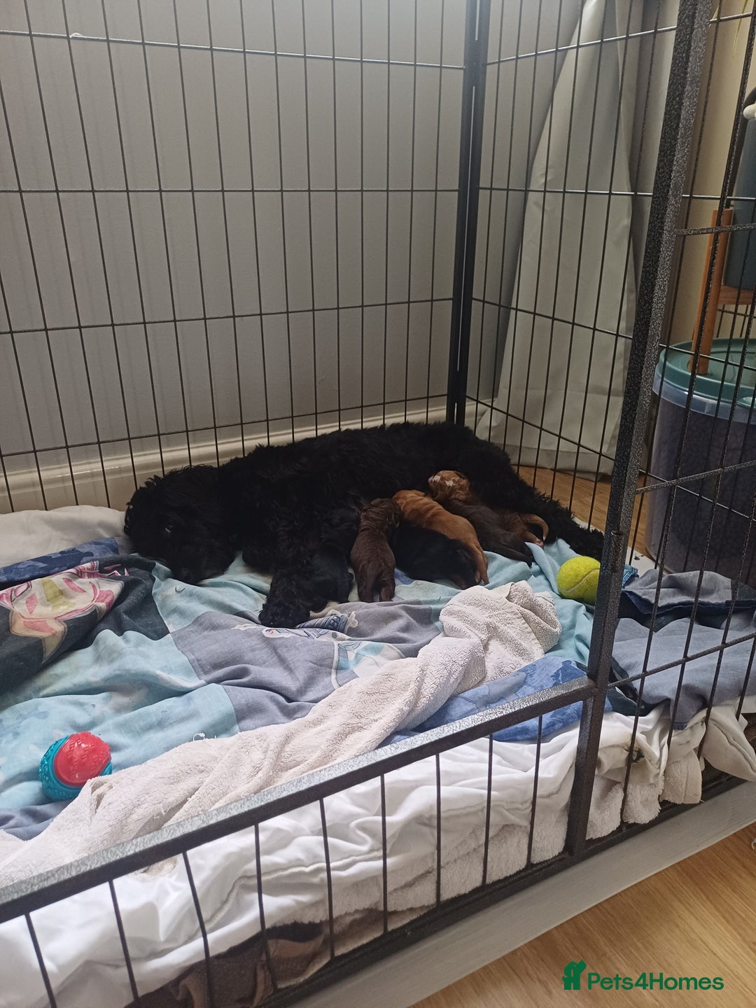 Cockapoo dogs for sale: Gorgeous Cockapoo puppies - Image 1