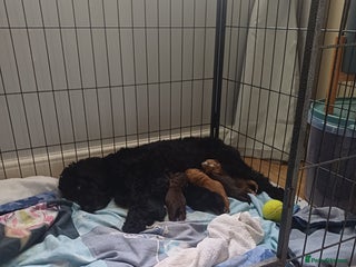 Cockapoo dogs - Advert 13